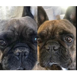 Baume truffe Nellumbo chiens et chats Baume truffe Nellumbo chiens et chats