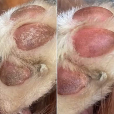 Baume coussinets Nellumbo chiens et chats Baume coussinets Nellumbo chiens et chats
