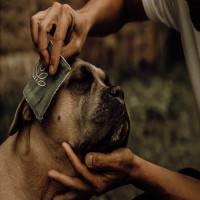 Lotion nettoyante Nellumbo chiens et chats
