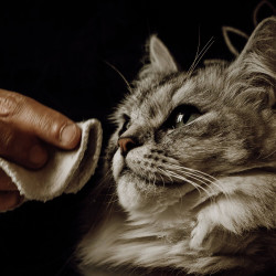 Lotion nettoyante Nellumbo chiens et chats Lotion nettoyante Nellumbo chiens et chats