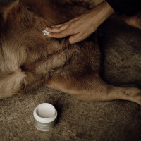 Baume peaux sensibles Nellumbo chiens et chats