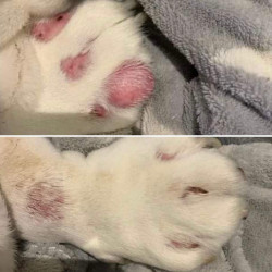 Baume peaux sensibles Nellumbo chiens et chats