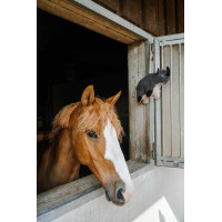 Jouet pour chevaux Hippotonic Rhinocéros Gris