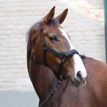 Licol 2 en 1 panier de pâturage Lami-Cell