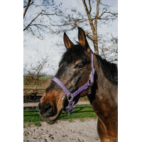 Licol Norton Dream Lilas Violet