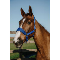 Licol Equithème Breeze Bleu roi