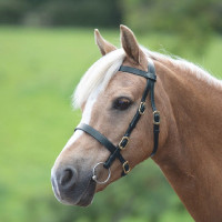 Bridon de présentation lisse Shires Velociti Gara Noir