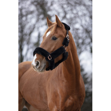 Licol Equithème Teddy rose gold Licol Equithème Teddy rose gold