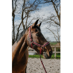 Licol + longe Equithème Coco Licol + longe Equithème Coco