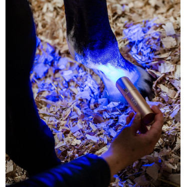 Stylet LED rouge pour thérapie équine Horseware