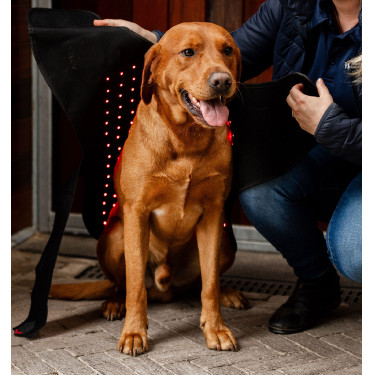 Manteau de thérapie LED pour chien Horseware – équitation
