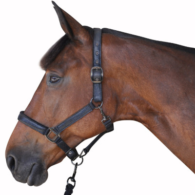 Ensemble Licol + Longe Canter Noir