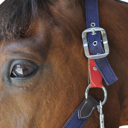 Licol De Sécurité Flags & Cup