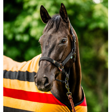 Licol et longe Horseware Newmarket Or blanc Licol et longe Horseware Newmarket Or blanc