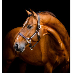 Licol en cuir d'équitation Horseware Signature Licol en cuir d'équitation Horseware Signature