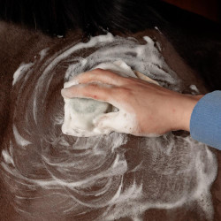 Shampoing solide écoresponsable pour chevaux
