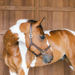 Licol en cuir Wellington Kentucky Brun Marron