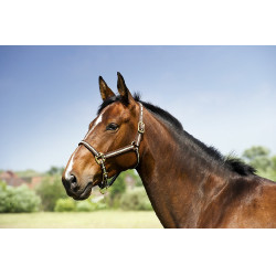 Licol nylon doublé cuir Norton Marine / blanc / bleu