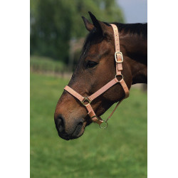 Licol nylon doublé cuir Norton Marine / blanc / bleu