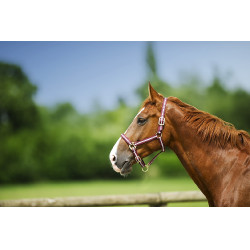 Licol nylon doublé cuir Norton Marine / blanc / bleu