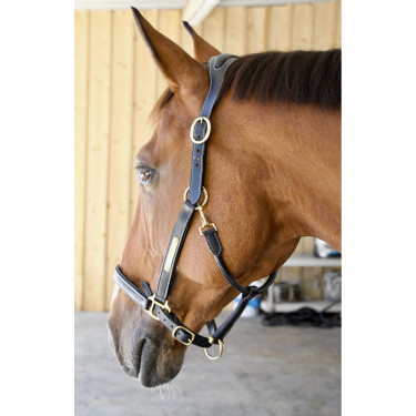 Licol Cuir Avec Plaque Tetiere Anatomique T de T Licol Cuir Avec Plaque Tetiere Anatomique T de T