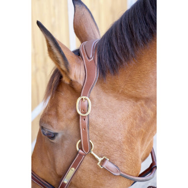 Licol Cuir Avec Plaque Tetiere Anatomique T de T Licol Cuir Avec Plaque Tetiere Anatomique T de T