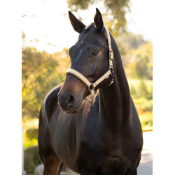 Licol d'équitation LeMieux confortable et stylé