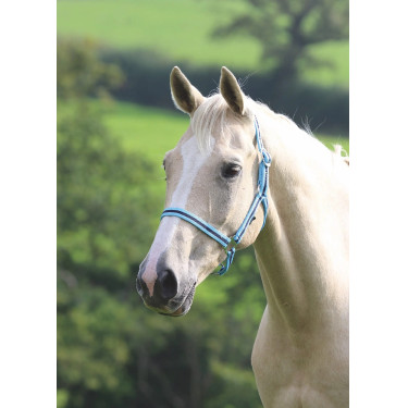 Licol Shires Wessex Cambridge / marine Bleu