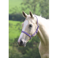 Licol Shires Wessex Violet / lilas