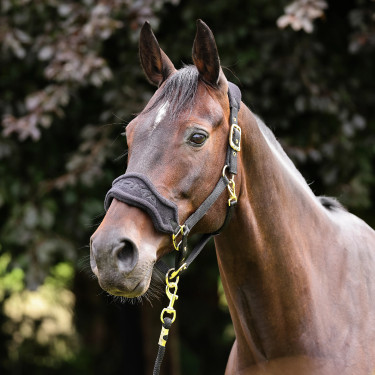 Licol et longe d’équitation polaire Shires ARMA | Equi-Clic Licol et longe d’équitation polaire Shires ARMA | Equi-Clic