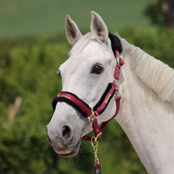 Licol et longe d’équitation Shires ARMA – cheval