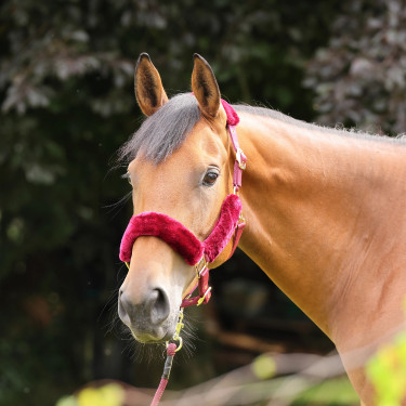 Licol et longe en fausse fourrure Shires Arma Bordeaux Licol et longe en fausse fourrure Shires Arma Bordeaux