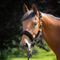 Licol et longe en fausse fourrure Shires Arma Noir Licol et longe en fausse fourrure Shires Arma Noir
