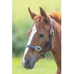 Licol d’équitation cuir réglable Shires Velociti Gara