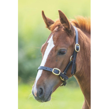Licol d’équitation cuir réglable Shires Velociti Gara