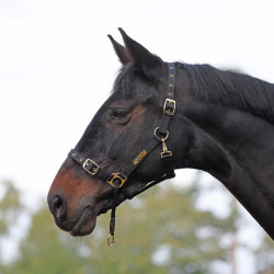 Licol de contrôle cheval Shires ARMA | Équitation