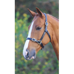 Licol cuir réglable équitation Shires Velociti Gara | EQUI-CLIC Licol cuir réglable équitation Shires Velociti Gara | EQUI-CLIC