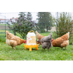 Abreuvoir en plastique avec motif Ladies Kerbl