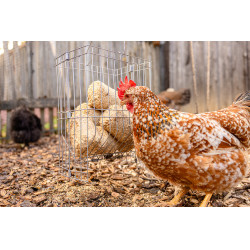 Râtelier pour petits animaux Kerbl Râtelier pour petits animaux Kerbl