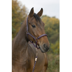 Licol + longe Norton Brillant Licol + longe Norton Brillant