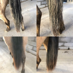 Easy Shine lustrant Ravene