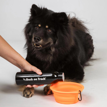 Gamelle pour chien