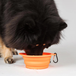 Gamelle pour chien