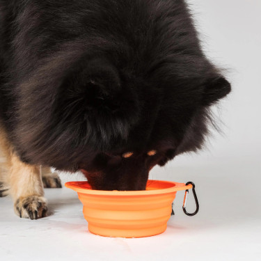 Gamelle pour chien