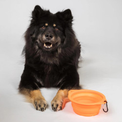 Gamelle pour chien