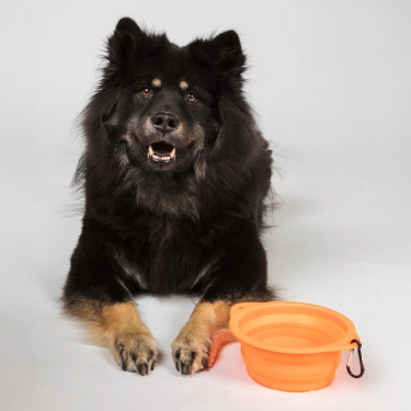 Gamelle pour chien