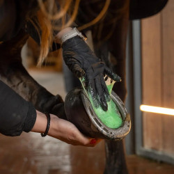 Cataplasme équitation sel d’Epsom cheval – Grooming Deluxe