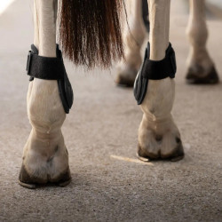 Protège boulet Young horses Pro Kentucky Noir