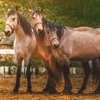 Set Licol Et Longe Colca Flags & Cup Corail Set Licol Et Longe Colca Flags & Cup Corail