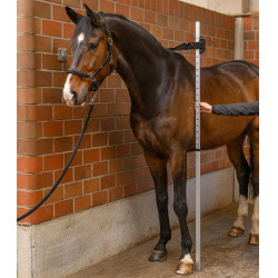 Toise Waldhausen cheval Gris